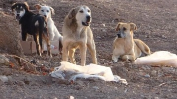 Çorum'da başıboş sokak köpeği vahşeti: 5 yaşındaki çocuk Ankara'ya sevk edildi