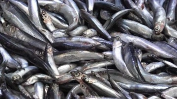 Denize kıyısı olmayan şehirde hamsinin kilosu 50 TL’ye düştü, vatandaş poşet poşet aldı