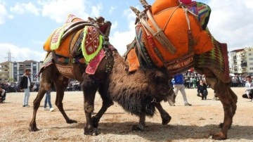 Denizli'de deve güreşleri 'şap hastalığına' takıldı