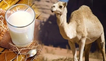 Deve s&uuml;t&uuml; faydaları nelerdir? Deve s&uuml;t&uuml;n&uuml;n kansere karşı etkisi...