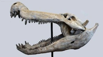 Dinozorlarla beslenen bir timsah keşfedildi