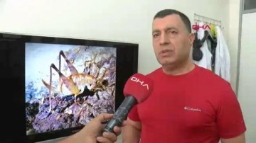 Diyarbakır’da bulunan yeni çekirge türünün ismi belli oldu