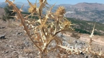 Doğadan gelen servet! Kilosu altınla yarışıyor