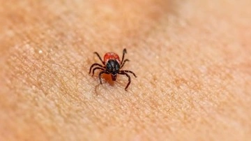 Doğal kene kovucu: Kurtulmak için birebir! Sürdüğünüzde keneden korunacaksınız
