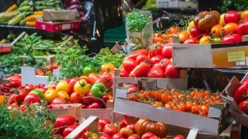 Domatesler bakteri riski taşıyor!