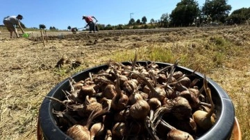 Dünyanın en pahallı baharatı Safran toprakla buluşuyor