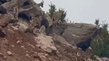 Elazığ'da dağ keçileri sürü halinde görüntülendi
