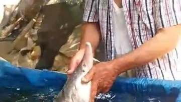 Elazığ'da oltaya takıldı! Havyarı servet değerinde: Tekrar suya bırakacağım