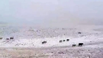 Erzurum'a mevsimin ilk karı yağdı