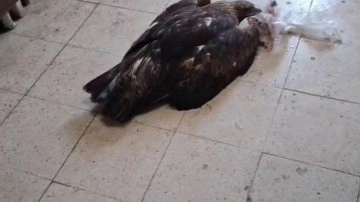 Esnafın kartala ‘kartalcık’ diye seslendiği anlar gündem oldu