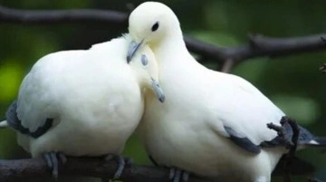 Eyvah başımıza bir de bu &ccedil;ıktı! Kuşlar arasında yayılan hastalık 1 insanı &ouml;ld&uuml;rd&uuml;
