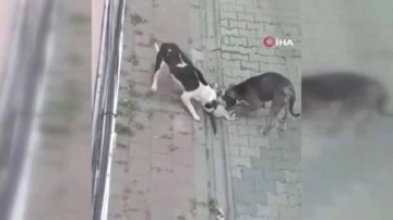 Fatih'te mahallenin kabusu oldu: Pitbullar son 3 ayda 25 kediyi &ouml;ld&uuml;rd&uuml;