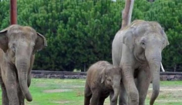 Fillerde &ouml;l&uuml;me yol a&ccedil;an u&ccedil;uk virs&uuml;ne karşı aşı denemeleri