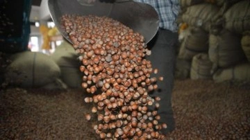 Fındık alım fiyatı belli oldu