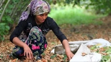 Fındık işçilerinin günlük yevmiyesi belli oldu