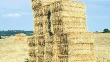 Geçen yıl tarlada çürümüştü! Bu yıl üreticilerin yüzünü güldürdü