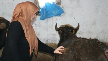 Gelin gittiği Ağrı'da besicilikte örnek oluyor