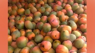 G&ouml;zleriniz sizi aldatmadan papağını bulun! Zeka testi i&ccedil;in sadece 13 saniyeniz var