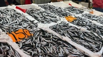 Hamsi azaldı, fiyatlar yeniden yükselişte