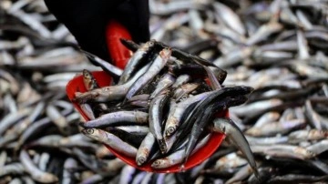 Hamsi bolluğu yaşanıyor! Tezgahlarda 50 liradan satılıyor!