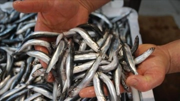 Hamsi'den Türkiye'ye büyük katkı: Kasaya 14,5 milyon dolar girdi!