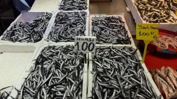 Hamsi ve istavrit 100 liradan satılıyor