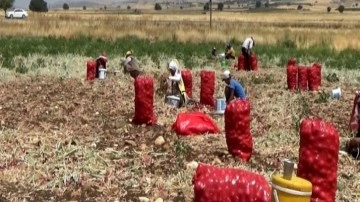 Hasadı yapılan soğan tarlada 3 TL'ye satılıyor