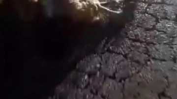 Hatay'da feci olay: 10 küçükbaş hayvan telef oldu!