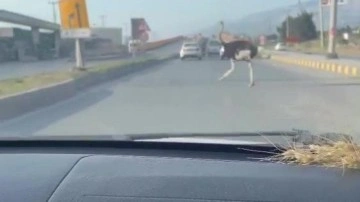 Hatay'da sürücüler şaştı kaldı: Aboooo...