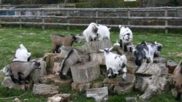 Hayvanat bah&ccedil;esi m&uuml;d&uuml;r&uuml; 4 ke&ccedil;iyi pişirip yedi