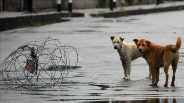 Hindistan'da başkent için yeni talimat...Sahipsiz köpekler barınaklara!