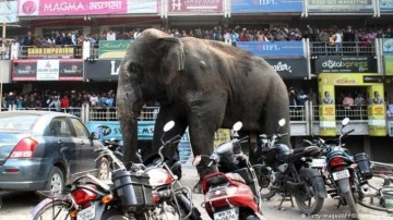 Hindistan'da fil s&uuml;r&uuml;s&uuml; kabusu! 5 kişi ezilerek yaşamın yitirdi!
