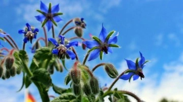 Hodan otunun ve yaprağının faydaları: Hodan otu &ccedil;ayı nasıl yapılır?