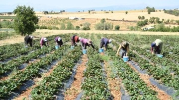 Hüyük’te coğrafi işaretli çileğin hasadı başladı