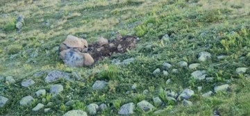 İkizdere Belediye Başkanı definecilere b&ouml;yle sitem etti: Burada kamyonla altın filan yok