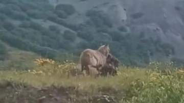 İlçe merkezine kadar inen kurt kaptığı gibi götürdü