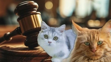 İlginç karar: Boşandığı eşine kediler için 'bakım masrafı' ödeyecek