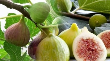 İncir s&uuml;t&uuml;n&uuml;n faydaları nelerdir? Siğil i&ccedil;in incir s&uuml;t&uuml; nasıl kullanılır?