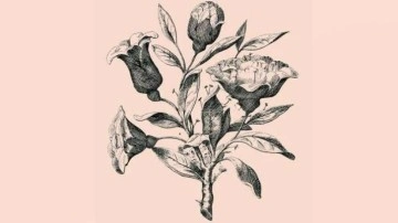 IQ &ouml;l&ccedil;en zeka testi: Nostaljik &ccedil;i&ccedil;ek resmindeki gizli y&uuml;zleri 12 saniyede bul!