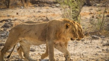 İş insanı safari sırasında aslan saldırısıyla öldü!