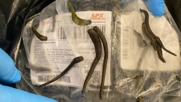 İstanbul Havalimanı’nda 5 bin adet tıbbi sülük ele geçirildi