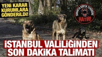 İstanbul Valiliğinden yeni sokak köpeği kararı!