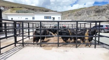 İşte kısa tek başlık &ouml;neriniz:  Elazığ'da Kurban Pazarı Hareketlendi.