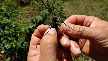 İtalya'dan geldi, binlerce bahçeyi kuruttu! "Biyolojik savaş veriyoruz"
