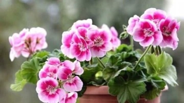 Itır &ccedil;i&ccedil;eğinin faydaları nelerdir? Itır bitkisinin kokusu faydalı mı?