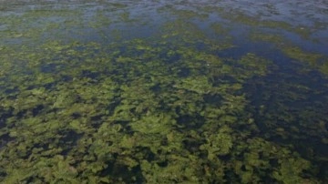 İzmir Körfezi'nde kirlilik alarmı! Uzmanlardan 'kısır döngü' uyarısı