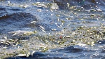 İzmir Körfezi'ndeki kirlilik balıkları öldürmeye devam ediyor