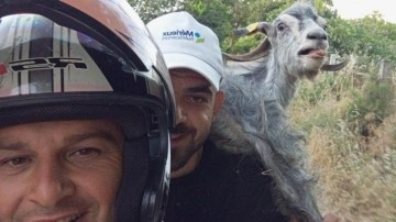 Kaçan keçiyi omzuna alıp motosiklet üstünde pazara getirdiler