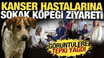 Kanser hastalarına sokak köpeği ziyareti tepki çekti