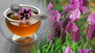 Karabaş otunun faydaları nelerdir? Karabaş otu &ccedil;ayı nasıl demlenir?